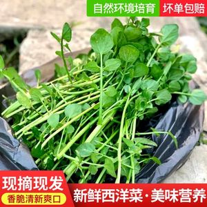 新鲜西洋菜现摘现发豆瓣菜凉菜时鲜广东农家自种生态生长蔬菜包邮