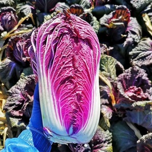 紫白菜种子蔬菜种籽当季新种高产发芽率抗病蔬菜紫色大白菜籽