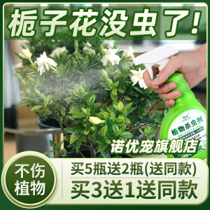 栀子花蚧壳虫用药药虫打栀枝杀虫红蜘蛛去虫害有小白虫飞虫腻虫蜜