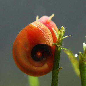 红苹果螺水草缸除藻工具螺清洁清理活体宠物蜗牛繁殖螺观赏螺活体