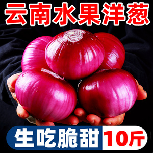 云南紫皮水果洋葱10新鲜小洋葱甜味生吃蔬菜不辣红皮大圆葱头批发