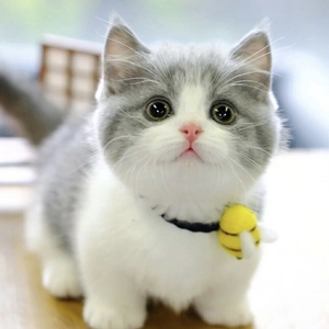 全国发货长毛英短蓝猫蓝白猫幼猫崽矮脚猫折耳起司宠物活体小奶猫