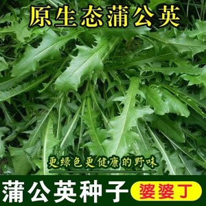 新产蒲公英种子籽野菜婆婆丁种植药食用种四季播种多年生种籽蔬菜