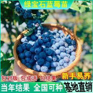 蓝莓树苗特大绿宝石蓝梅水果南北方种植阳台盆栽地栽当年结果四季