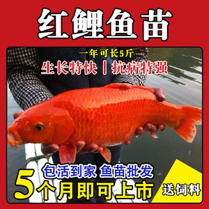 大品种兴国红鲤鱼苗可食用淡水养殖鱼苗荷包红鲤鱼苗活体包活包邮