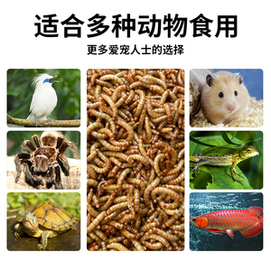 面包虫活体虫干鱼食龙鱼活食芦丁鸡鹦鹉鱼鸟乌龟黄粉虫活饲料包邮