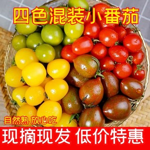 【限时低价】四色混装小番茄樱桃圣女果贝贝阳光迷彩青口蜜小柿子