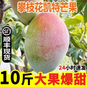 四川攀枝花芒果10斤芒果当季新鲜现摘凯特整箱水果包邮