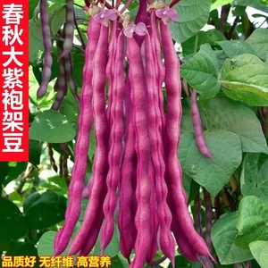 大紫袍架豆种子无筋豆角种子芸豆早熟高产春秋季四季豆角蔬菜种子