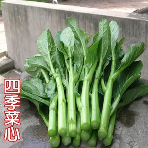广东四九菜心种子红菜苔白菜苔四季蔬菜种籽孑增城迟青菜秋季菜籽