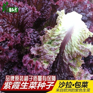 罗莎紫生菜种子紫色蔬菜生菜种籽四季阳台春夏季生菜种孑生吃水培