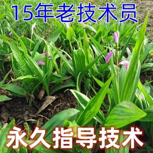 白芨苗药材正宗基地绿植可盆栽紫花宽叶三叉水白及直销包邮