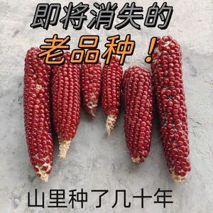 老品种小粒红玉米农家自留传统干玉米种子老品种红玉米种子可留种