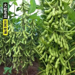 菜毛豆种籽早熟大荚毛豆种子高产四季青黄豆鲜食菜豆春季蔬菜种子