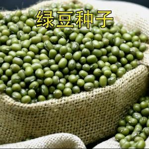 大粒早熟绿豆种子60天非转基因高产原装种子农科院发芽专用绿豆籽