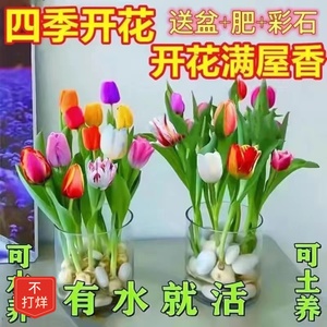 【48小时发货】【耐寒好养】水培四季郁金香盆栽花卉植物客厅绿植