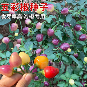 正宗广西五彩椒泡椒种子七彩辣椒种籽四季小灯笼椒种彩椒蔬菜种孑
