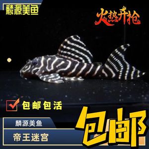 南美原生包邮小型热带帝王迷宫异形活体宠物观赏鱼L333