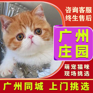 广州猫舍上门加菲猫纯种幼崽曼基康矮脚猫短腿小猫咪宠物活的小奶