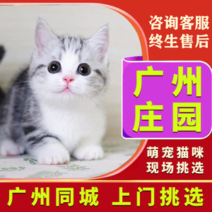 广州猫舍上门纯种美短起司加白矮脚标斑拿破仑猫咪虎斑起司活体幼