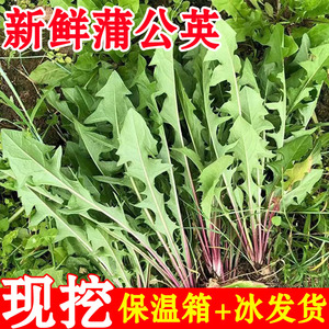 蒲公英新鲜的现挖山野菜婆婆丁花嫩叶草苗东北蘸酱菜纯野生菜苦菜