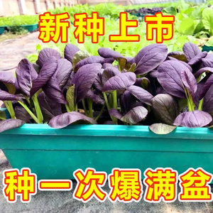 紫青菜种子富含花青素草莓香菜丝瓜种籽辣椒蔬菜种子大全四季播种