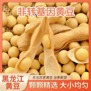 新货大豆黄豆5斤打豆浆专用大豆2500g黄豆发豆芽土黄豆新鲜粗粮