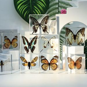 真蝴蝶昆虫透明标本幼儿园儿童真昆虫蝴蝶蜻蜓树脂标本客厅装饰