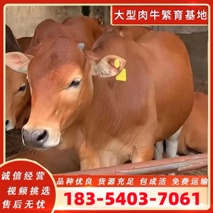 黄牛小牛犊牛犊子活苗活体牛三个月便宜肉牛犊优质小黄牛黄牛养殖