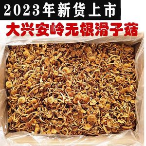 2023年东北大兴安岭新货滑子菇干货袋装小黄蘑香菇类顺滑无熏硫批