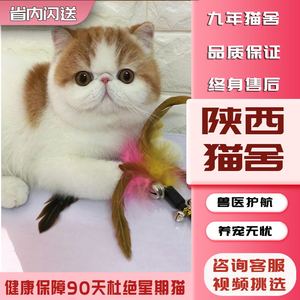 【陕西猫舍】加菲猫纯种幼崽曼基康矮脚猫短腿小猫咪宠物活小奶猫