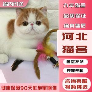 【河北猫舍】加菲猫纯种幼崽曼基康矮脚猫短腿小猫咪宠物活小奶猫