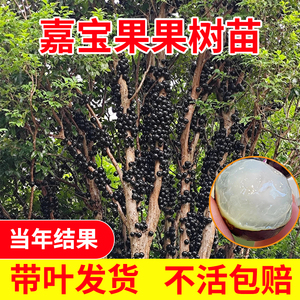 沙巴嘉宝果苗树四季红妃艾斯卡台湾树葡萄苗果树带果盆栽当年结果