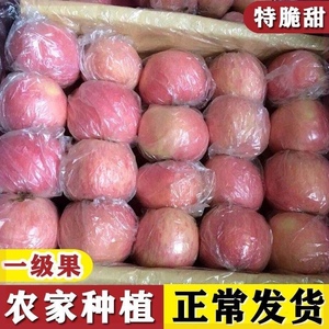 新鲜徐州丰县大沙河红富士苹果10斤特级水果野生脆甜冰糖心丑萍果