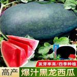 黑黑瓜子西皮无皮籽种大西瓜四季播红壤西瓜高产庭院大田水果种子