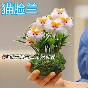 猫猫兰花球水养土浓香型盆栽绿植花卉猫脸兰花花卉绿植