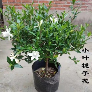 独杆小叶栀子花盆栽花卉四季开花带花苞大花浓香大颗好养植物室内