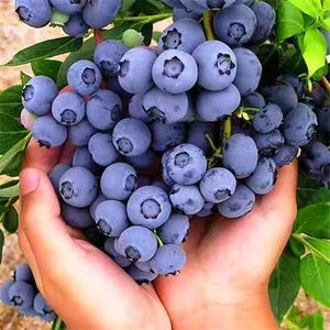 蓝莓苗绿宝石新品种特大盆栽地栽南北方种植果树当年结果庭院抗寒