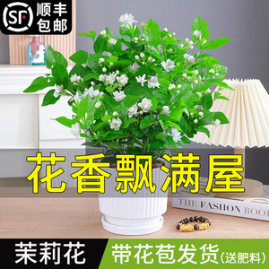 浓香茉莉花苗盆栽带花苞栀子花室内绿植物九里香水培花卉四季开花