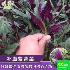 紫种血 背补子菜观音菜 血皮菜 红背菜种子 特色保健蔬菜种籽