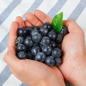 仿真蓝莓树莓假蓝莓仿真水果假水果蔬菜模型包邮摄影道具家居装饰
