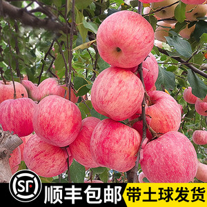 苹果树果苗红富士南北方种植地栽带土嫁接苗特大庭院耐寒当年结果