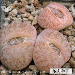 肉 进德口多子番国种杏科生石花种子 红玉种子 C100