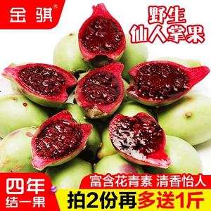 海南新鲜野生仙人掌果实仙桃应当季热带稀奇古怪没吃过的水果包邮