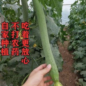 可留种农家老品种绿皮丝瓜种子庭院菜园春秋播四季蔬菜非杂交爬藤