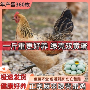 一斤高产麻羽绿壳蛋鸡活苗半大青脚土鸡苗母纯种下蛋鸡包活到家柴