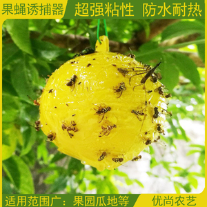 黄色绿色诱果实蝇球苦瓜百香果树粘昆虫粘 蝇诱捕器农用柑桔橘子