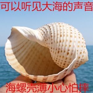 琴螺 天然贝壳大海螺 鱼缸水族箱装饰品卷贝鱼繁殖壳多肉花盆摆