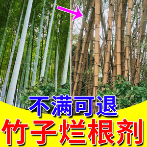 竹子烂根药灭竹子的药竹根连根烂杂草净环嗪哃强力除藤蔓芦苇竹剂