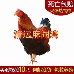 【手工线鸡】清远麻阉鸡散养活的农家自养便宜土鸡大红鸡苗幼鸡苗